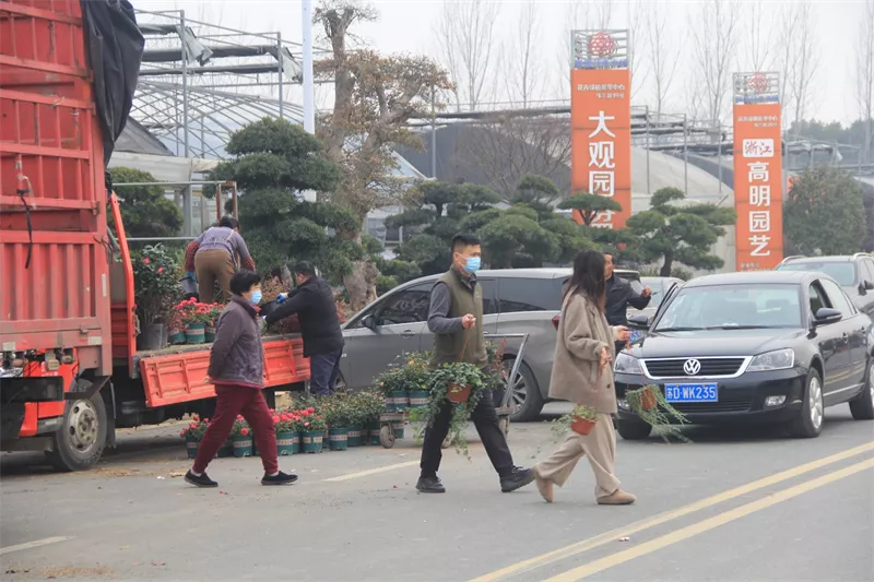 夏溪花木市場：目不暇接的年宵花，熙熙攘攘的購花人