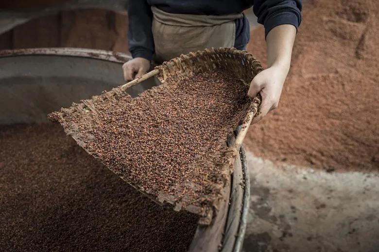 一瓶茅臺酒是怎么釀造出來的？