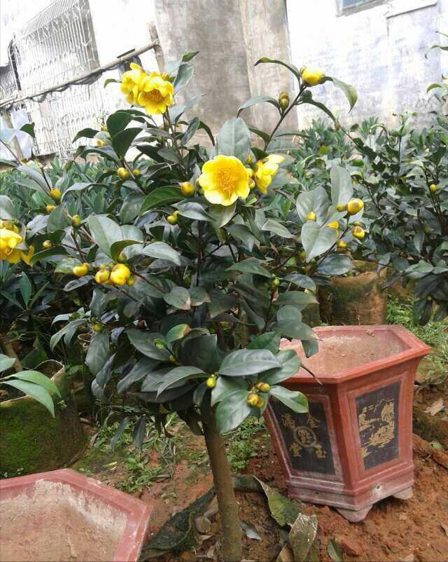 8種“貴族花”,實在太奢侈,動輒上千元,家里有礦才敢買