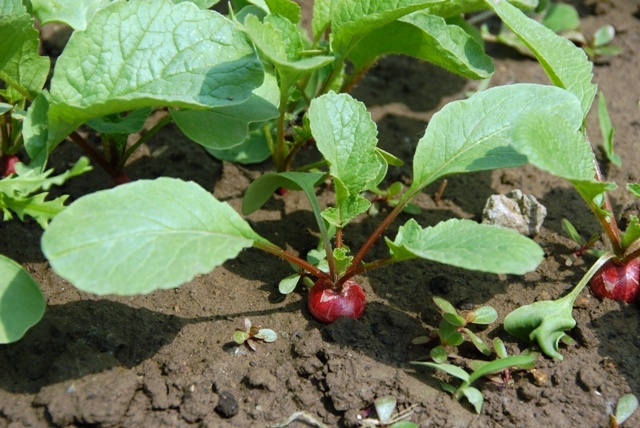 根莖類蔬菜簡介(一) 15種