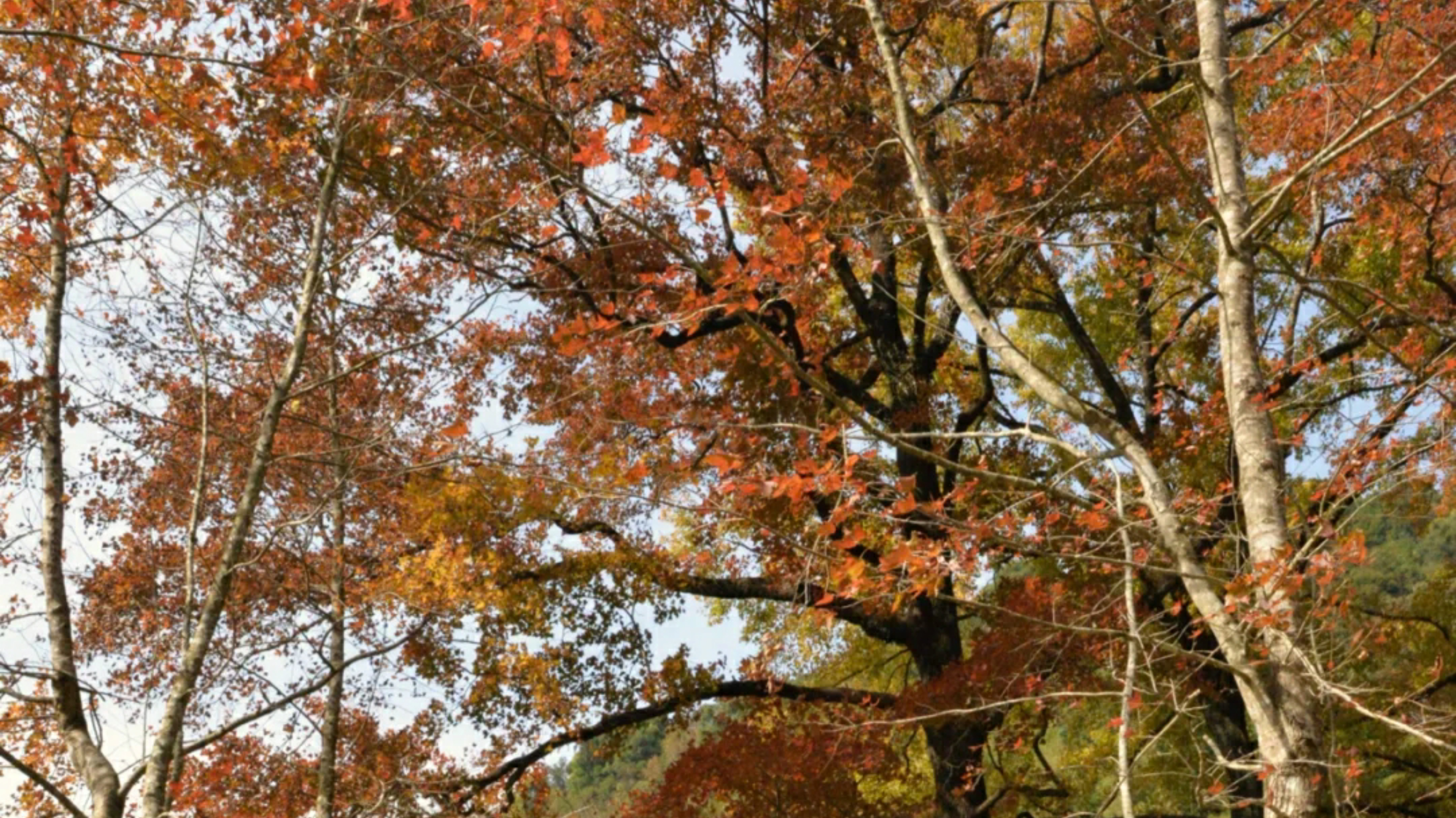 廣東“小香山”石門森林公園楓葉快紅了，民宿也找好了，先收藏吧