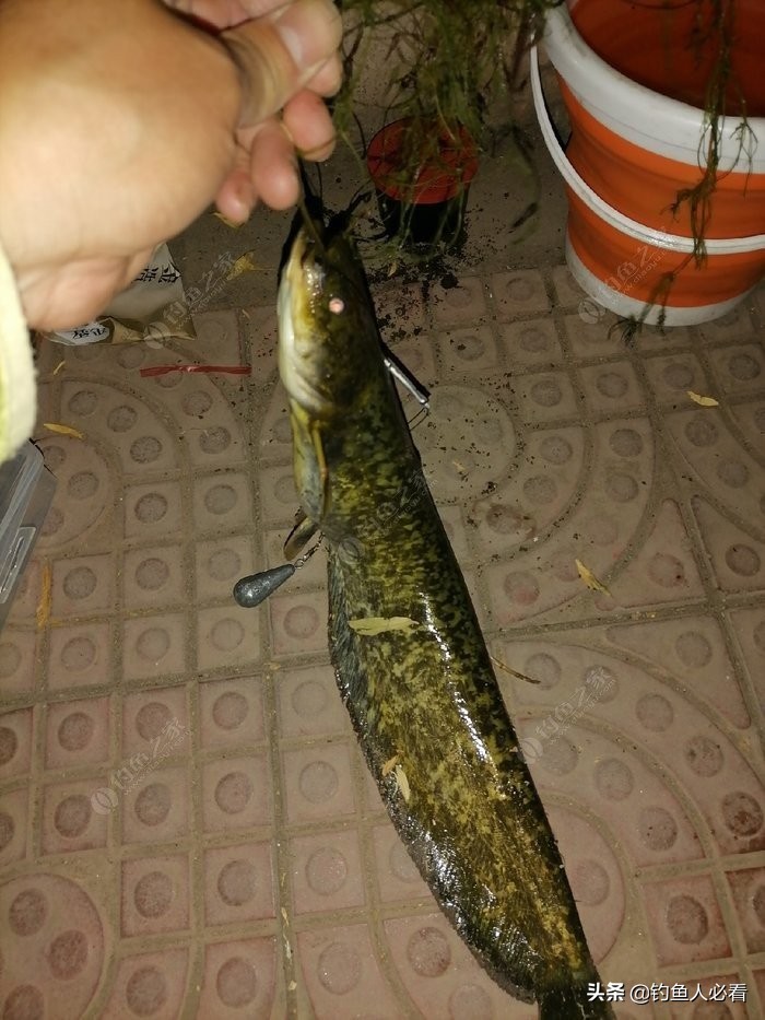 淺談自己釣鯰魚的一點經驗
