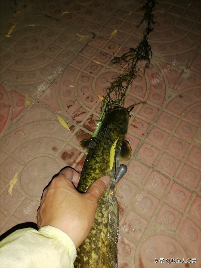 淺談自己釣鯰魚的一點經驗