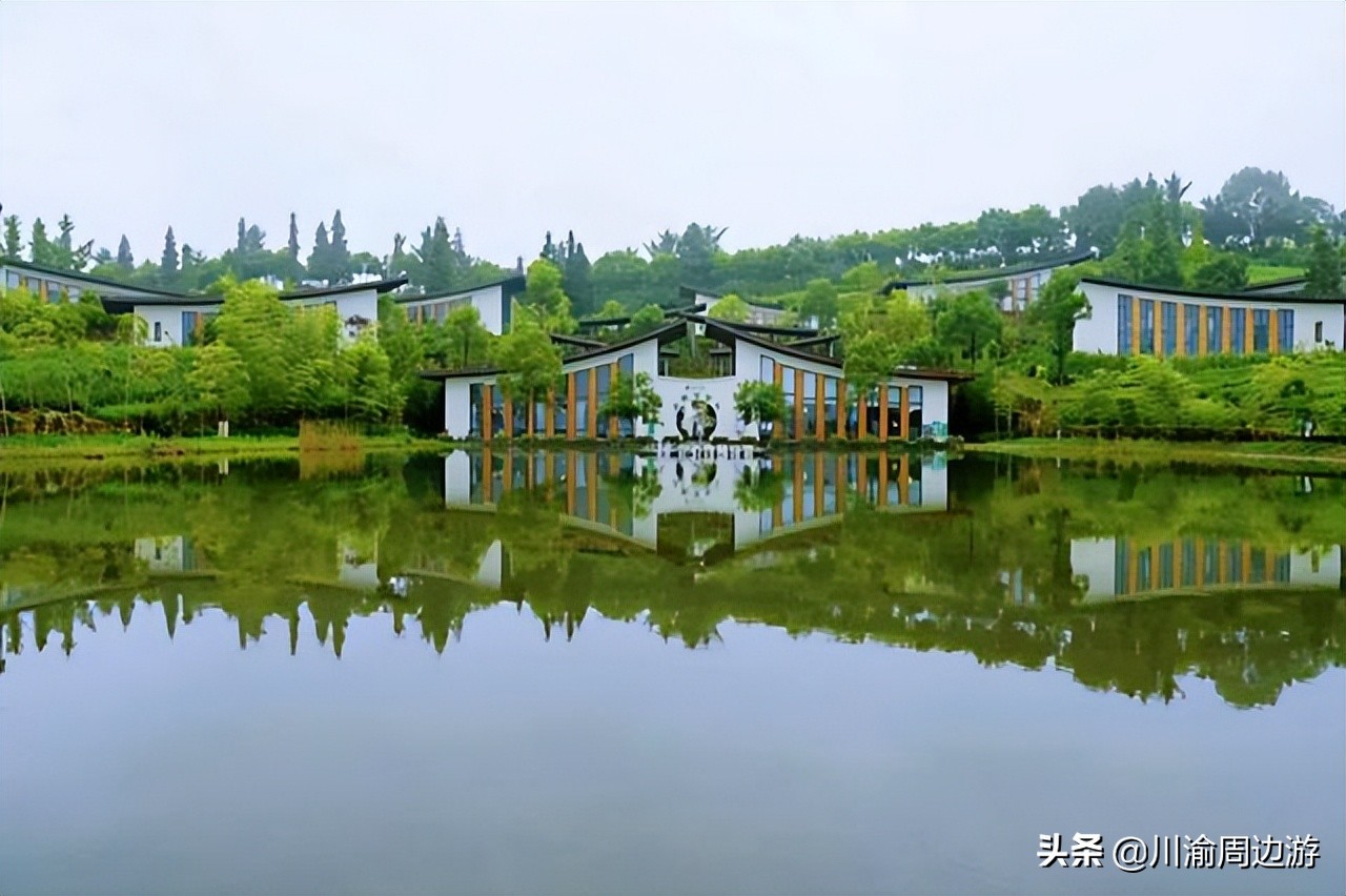 重慶8000畝茶園，景美人少不收門票，卻少有游客知道