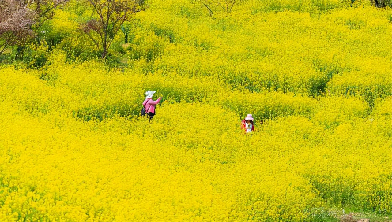 重慶巴南有一座高山上的花海，門票38元卻擋不住游客蜂擁前往：值