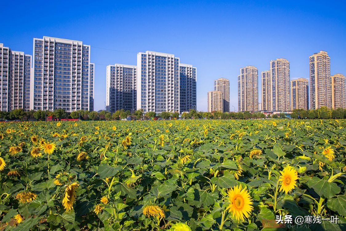 杭州又一網紅打卡地，260畝超大面積向日葵花海，太美了就在城北