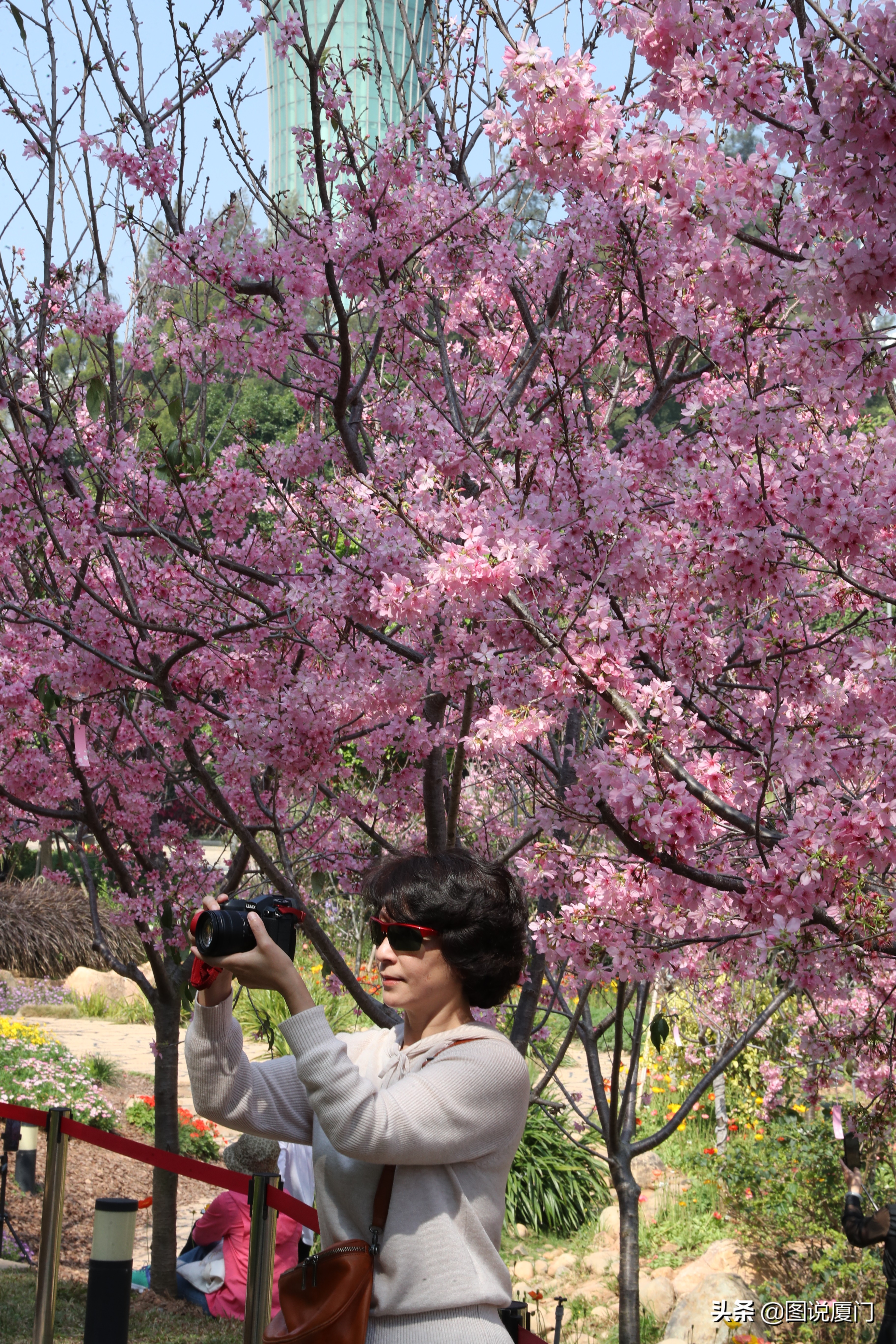 廈門狐尾山公園櫻花谷櫻花浪漫，春色無邊花正艷，市民賞櫻正當時