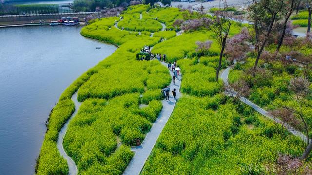 重慶巴南有一座高山上的花海，門票38元卻擋不住游客蜂擁前往：值