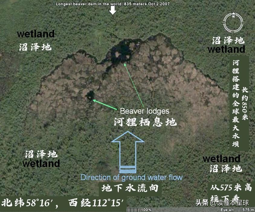 加拿大的法定象征性動物為何是河貍？