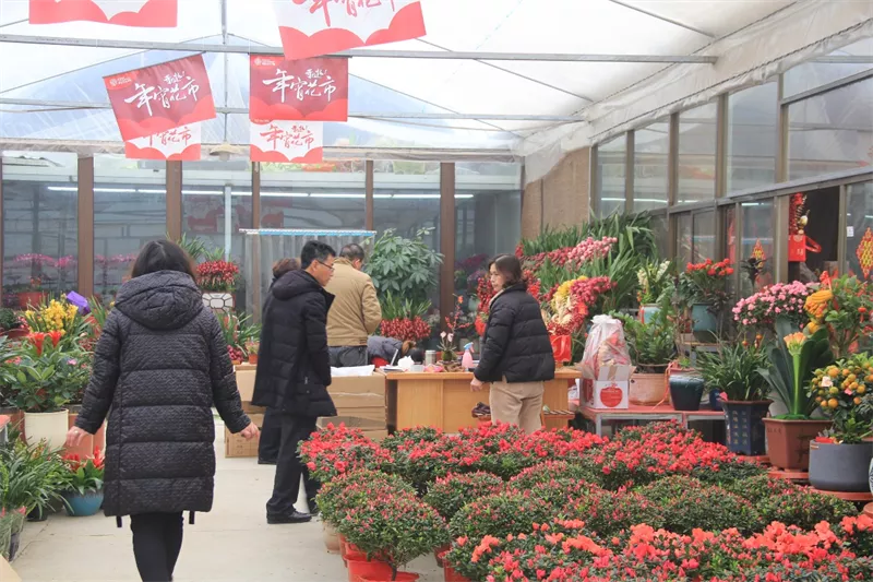 夏溪花木市場：目不暇接的年宵花，熙熙攘攘的購花人