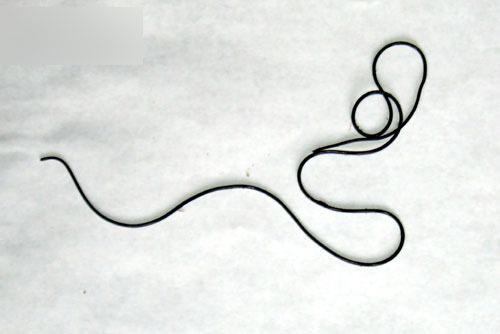 鐵線蟲：一種能操控螳螂“投水自殺”的生物，它能否操控人類？