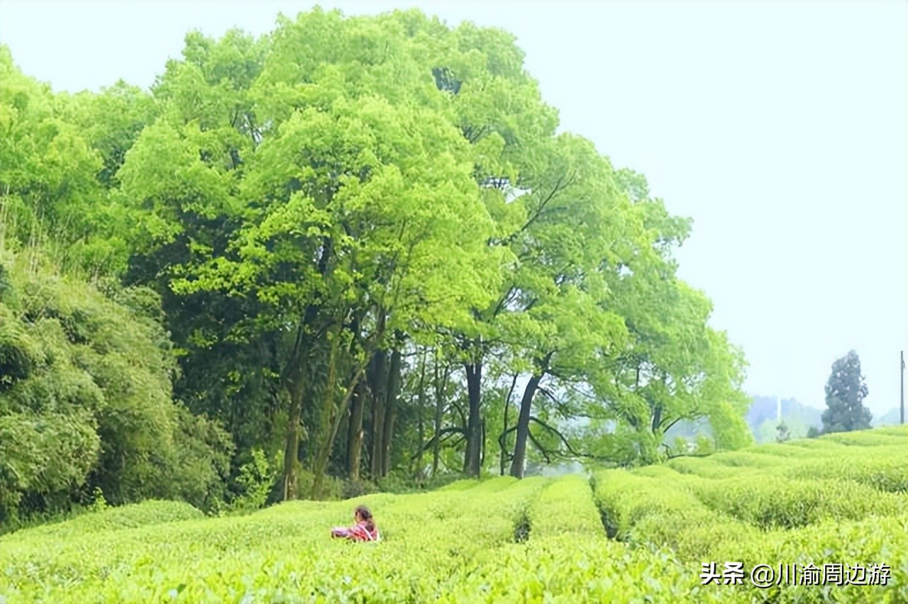 重慶8000畝茶園，景美人少不收門票，卻少有游客知道