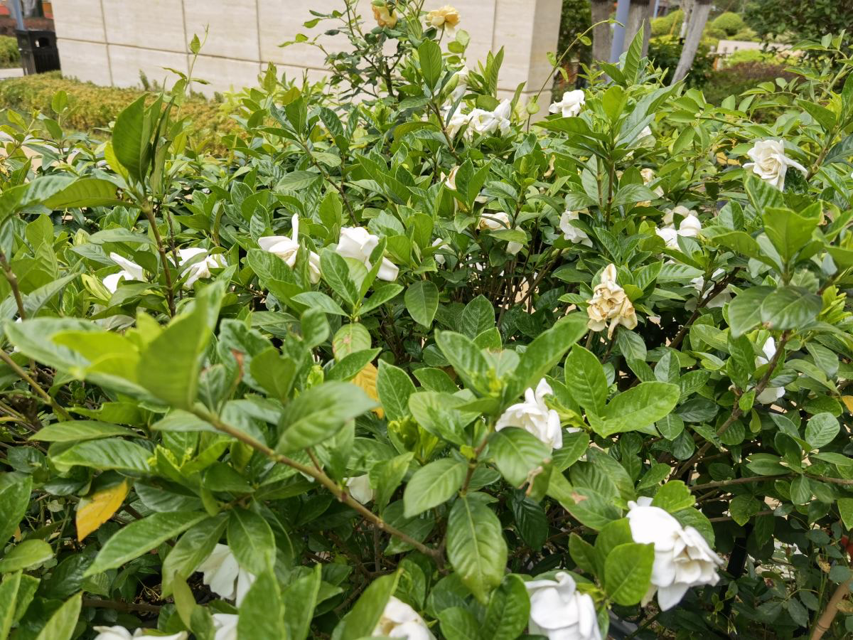 春天路邊爆開花，常見的30種花，高手只能認識20種