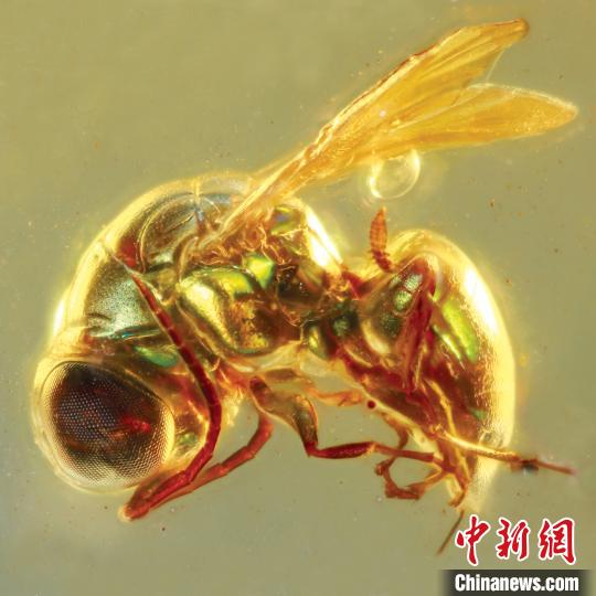 琥珀化石揭秘一億年前昆蟲的真實色彩