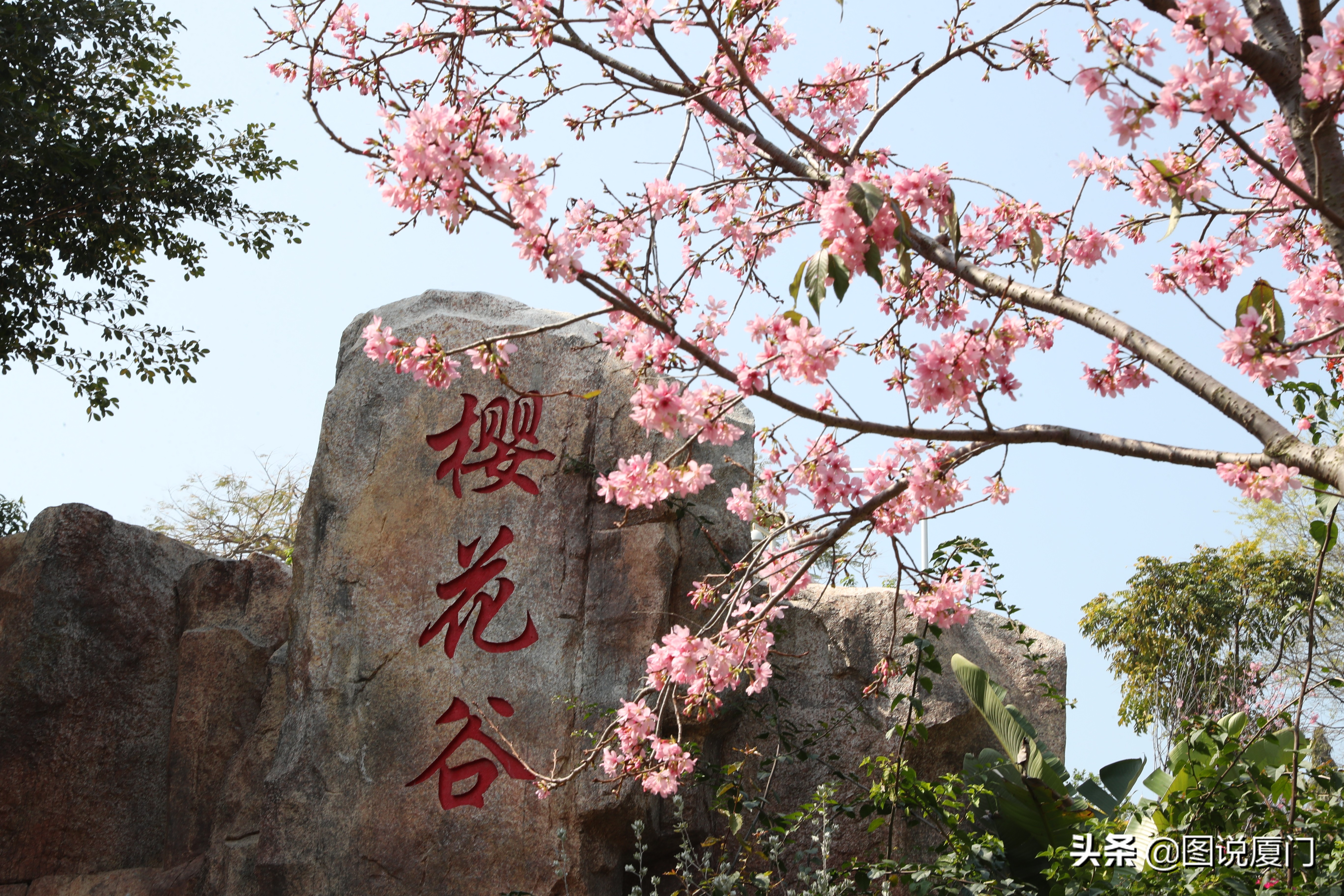 廈門狐尾山公園櫻花谷櫻花浪漫，春色無邊花正艷，市民賞櫻正當時