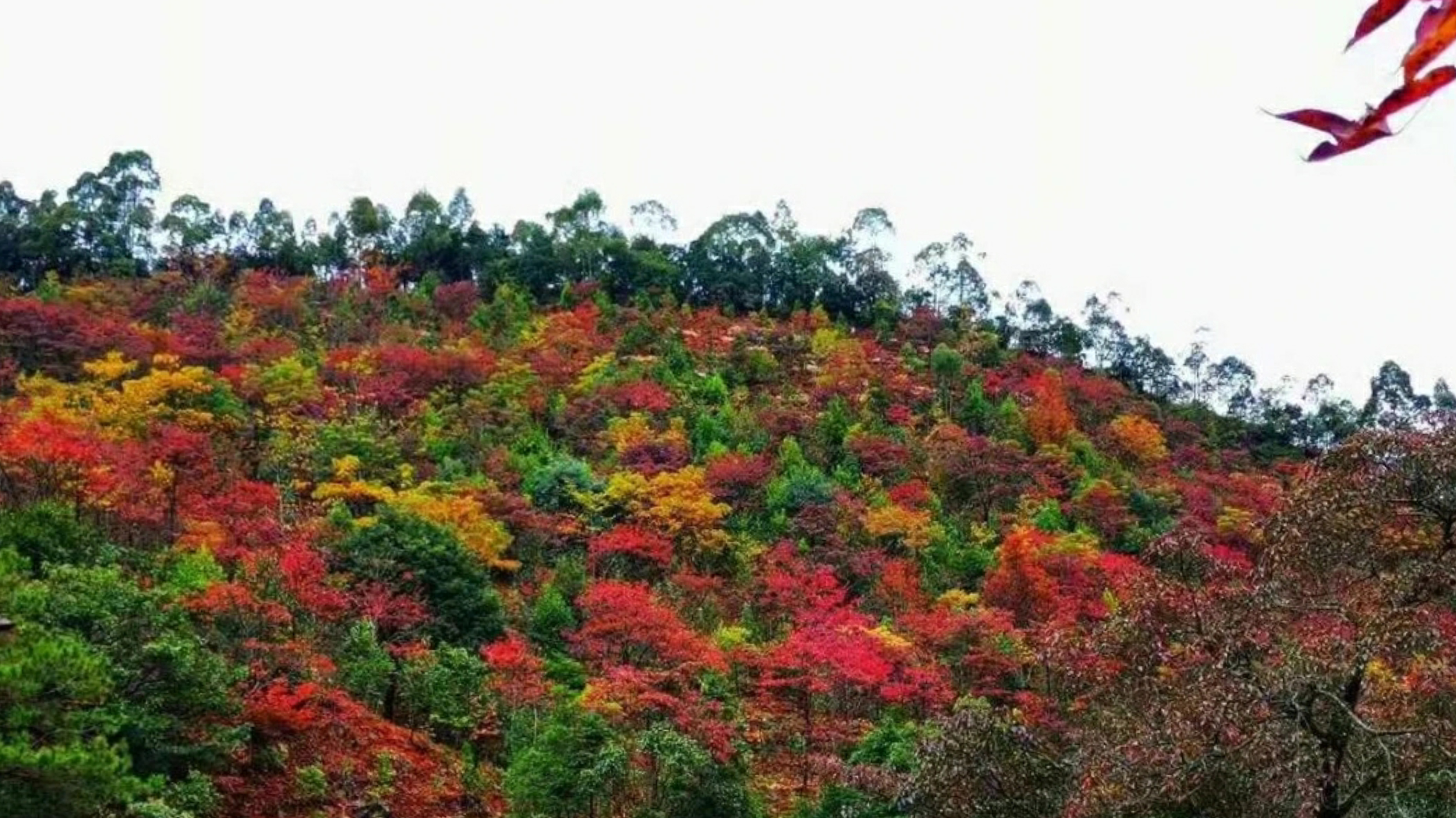 廣東“小香山”石門森林公園楓葉快紅了，民宿也找好了，先收藏吧