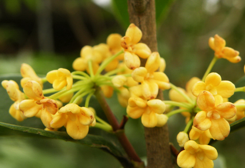 桂花開在什么季節 一般桂花是在幾月開花
