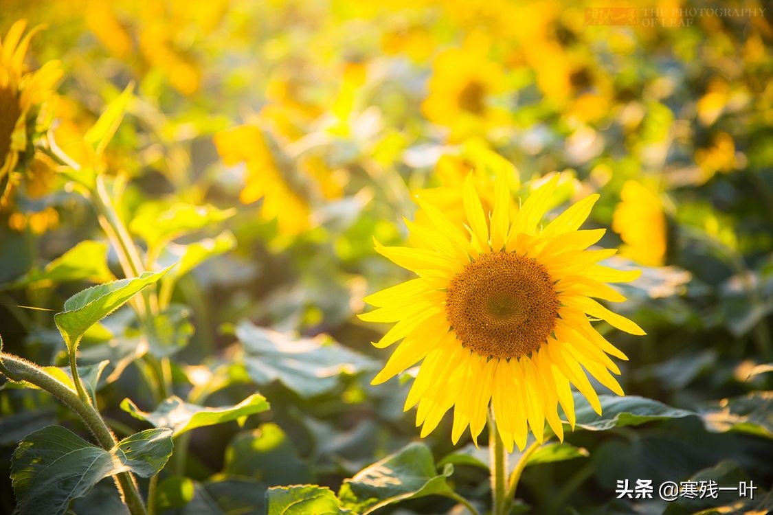 杭州又一網紅打卡地，260畝超大面積向日葵花海，太美了就在城北