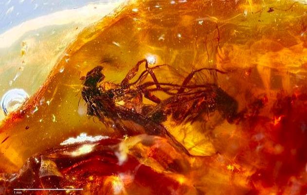 世界上最尷尬的事，莫過于交配時變琥珀，4100萬年后還要被圍觀