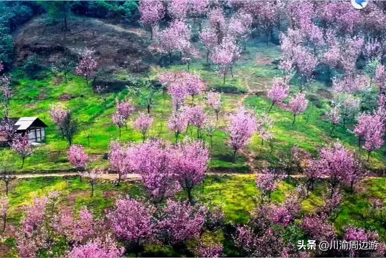 成都2.5萬畝櫻花谷，不要門票，卻很少有人知道它