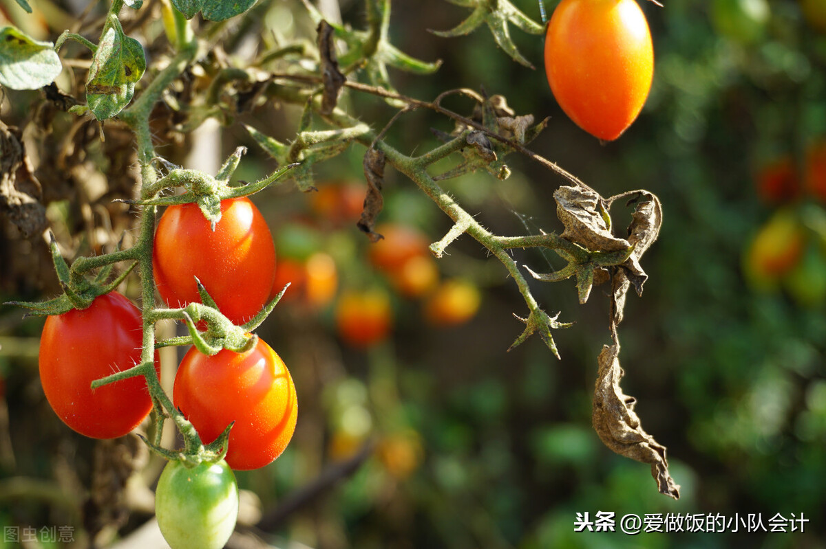 “小西紅柿”和“圣女果”有啥區別?差別很大,學會可別再亂買了
