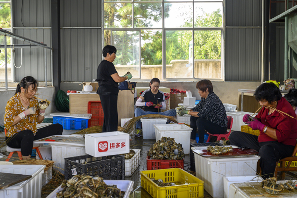 豐收節｜南京高淳：2億只大閘蟹陸續上市，等你來吃