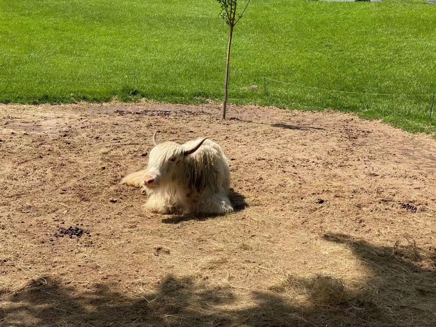 玩轉北京大興野生動物園，收獲一整天的快樂