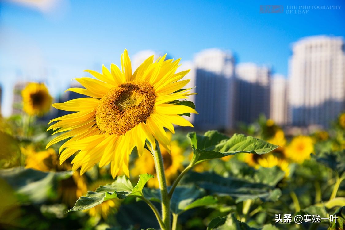 杭州又一網紅打卡地，260畝超大面積向日葵花海，太美了就在城北