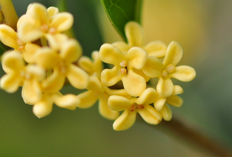 桂花開在什么季節 一般桂花是在幾月開花