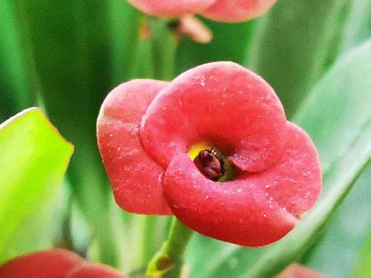 春天路邊爆開花，常見的30種花，高手只能認識20種