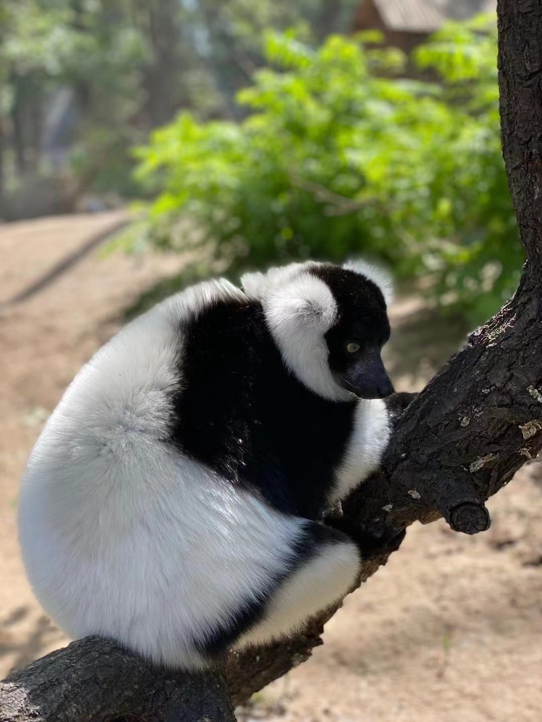 玩轉北京大興野生動物園，收獲一整天的快樂