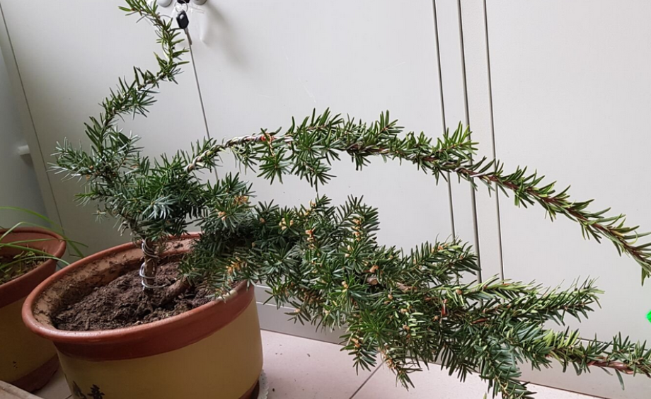 養殖紅豆杉，該注意些什么？北方盆栽尤其需要牢記這4點