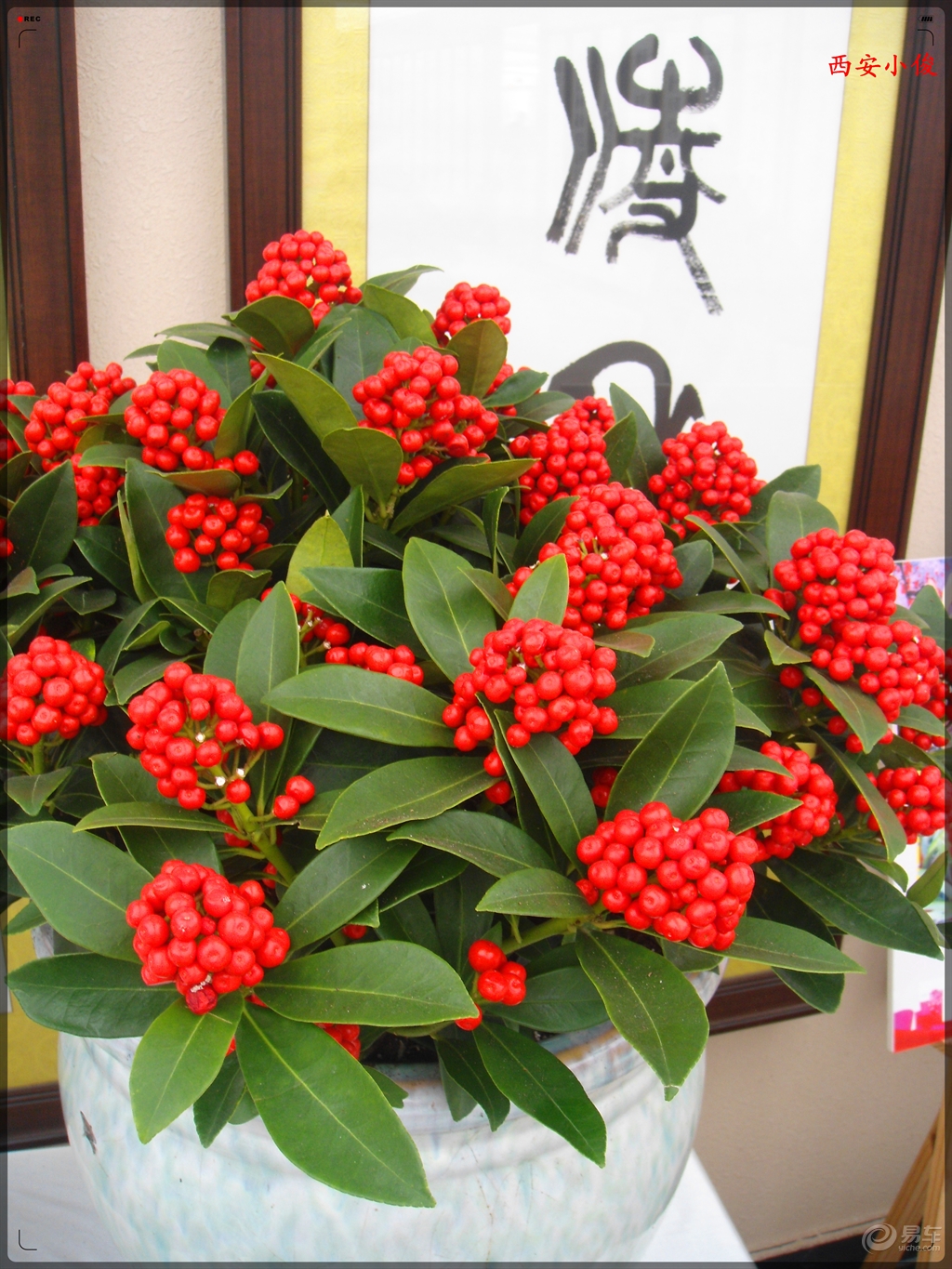 8種“貴族花”,實在太奢侈,動輒上千元,家里有礦才敢買
