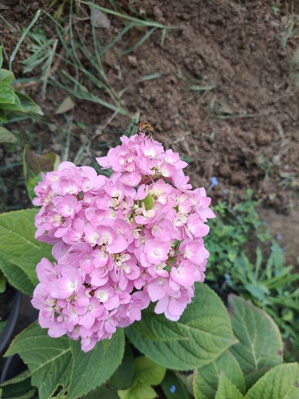春天路邊爆開花，常見的30種花，高手只能認識20種