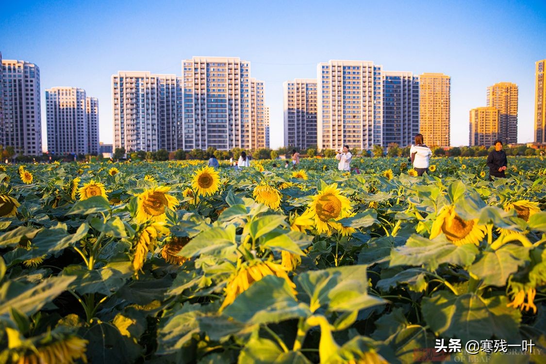 杭州又一網紅打卡地，260畝超大面積向日葵花海，太美了就在城北