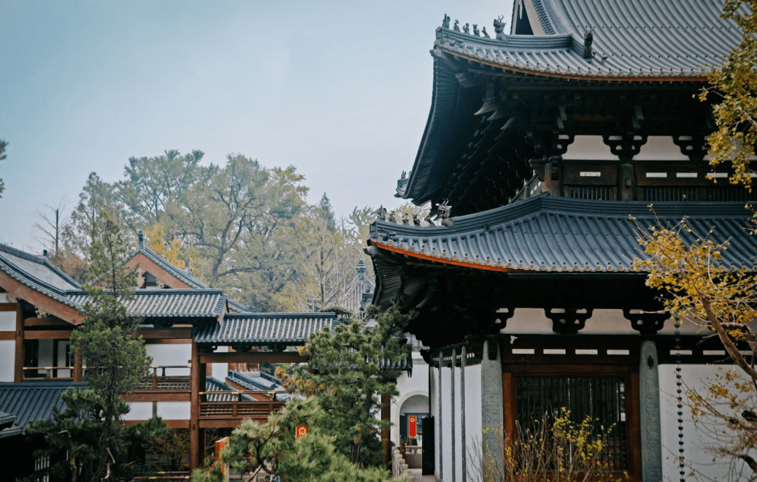 徑山最美春日已上線！采茶踏青、遛娃拍照一站式搞定