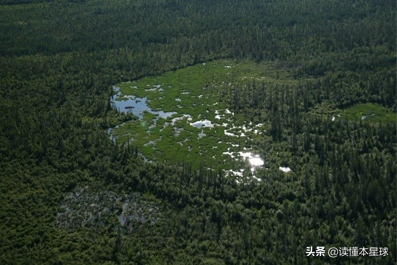 加拿大的法定象征性動物為何是河貍？