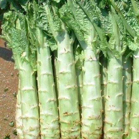 根莖類蔬菜簡介(一) 15種