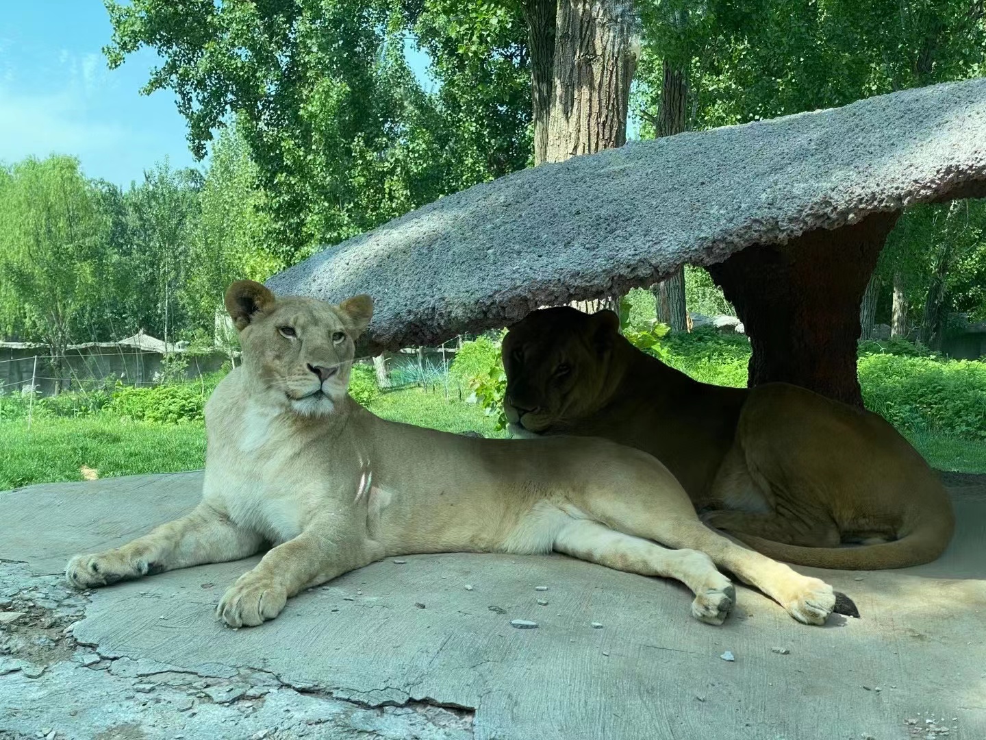玩轉北京大興野生動物園，收獲一整天的快樂