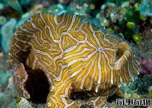 世界上最恐怖的十種動物 死亡之蟲噴出毒液讓人瞬間死亡