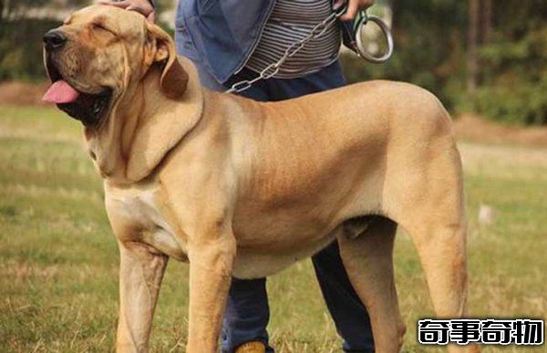 十大禁犬排行榜 魔鬼般的存在 極易咬死人