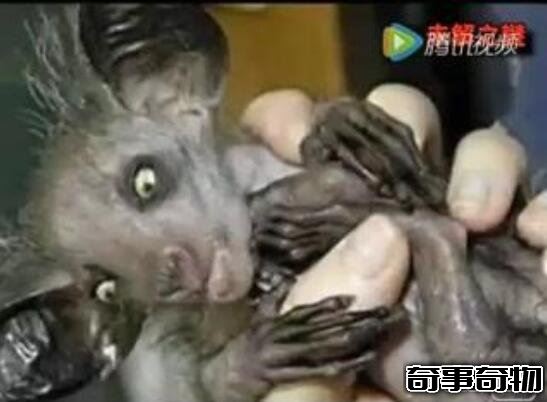 廣東水庫抓到一只女鬼 其實只是一只脫發的馬來熊
