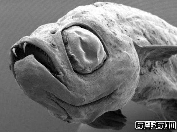 世界上最恐怖的十種動物 死亡之蟲噴出毒液讓人瞬間死亡