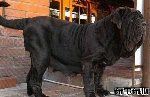十大禁犬排行榜 魔鬼般的存在 極易咬死人