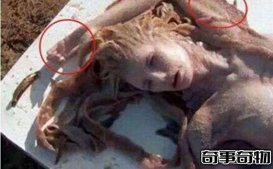 山東魚人真實圖片曝光 面目猙獰吃人不吐骨頭 詭異至極
