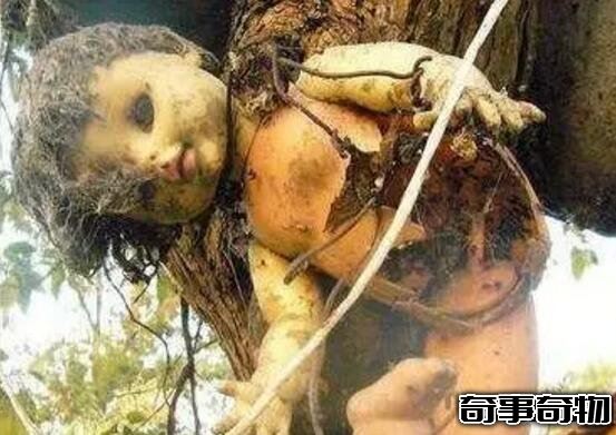 墨西哥娃娃島太詭異了 鬼娃娃被肢解吊在樹上 毛骨悚然