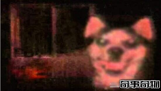微笑的狗恐怖原圖嚇死人 千萬不要作死去搜smile.jpg