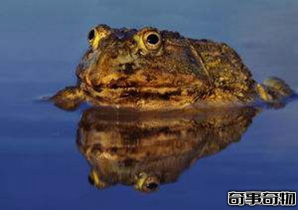 世界上最恐怖的十種動物 死亡之蟲噴出毒液讓人瞬間死亡