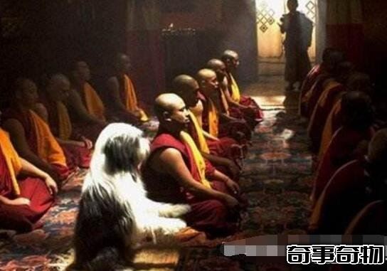 人死后會投胎嗎 脫離六道輪回在中陰身階段后轉世重生