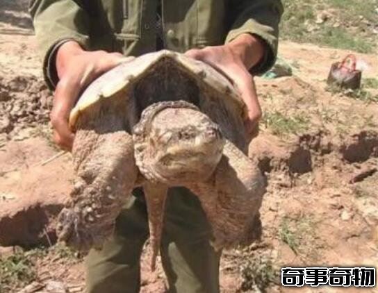 1965黃河巨龜哪去了 關于黃河國家不敢說的怪事